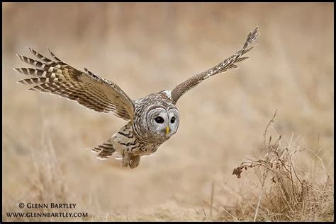 Barred Owl | Focusing on Wildlife