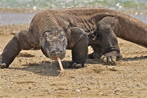 Komodo Dragon Animal Facts And Photos | All Wildlife Photographs