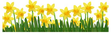 Daffodil Clip art - Daffodils Pictures png download - 4200*1283 - Free Transparent Daffodil png ...