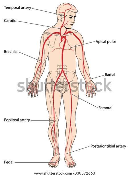 3 Apical Pulse Location Images, Stock Photos, 3D objects, & Vectors ...