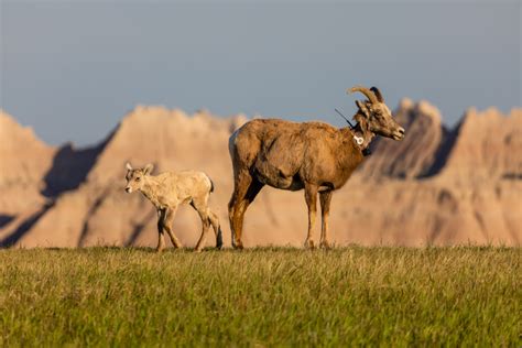 Badlands Bighorn Sheep | Matthew Paulson Photography