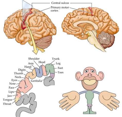 Primary Motor Cortex