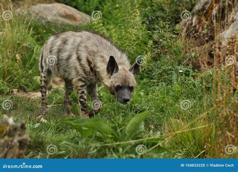 Brown Hyena Walking in the Nature Looking Habitat in Zoo Stock Photo ...