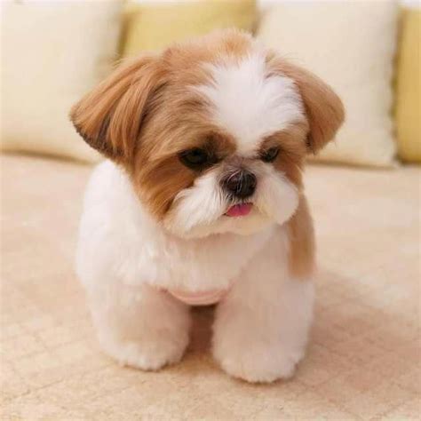 Cute Animals Desktop Wallpaper | Cute baby puppies, Teddy bear dog ...