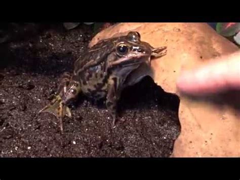 Frogs eat grasshoppers - YouTube