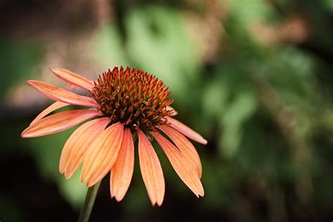 Orange Flower, Side View | CARYN CALDWELL|Playing with Pixels