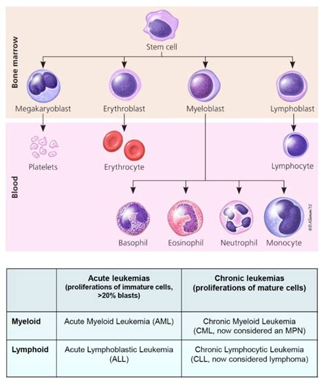 Acute And Chronic Leukemia Subtypes Classification Remember Grepmed ...