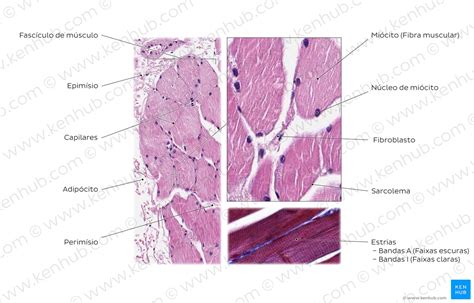 Musculatura estriada: Estrutura, localização e função | Kenhub