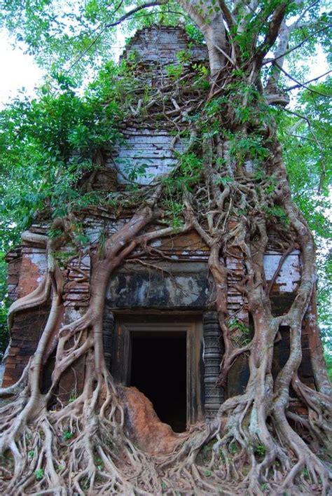 Embracing Nature's Legacy: Building Homes Around Giant Tree Stumps ...