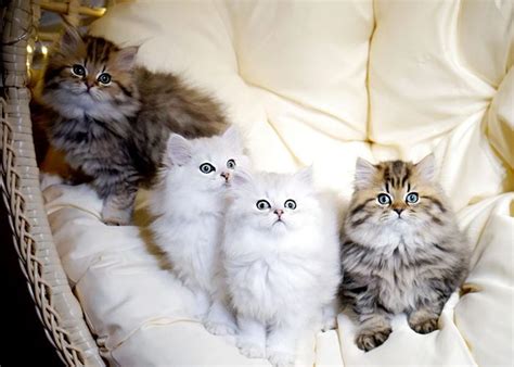 Kittens Available | Persian Cats