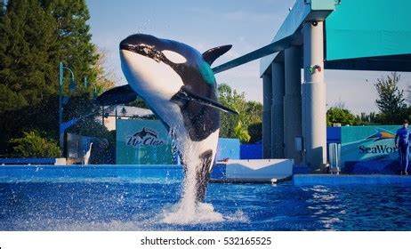 Orlando Usa March 30 Killer Whales Stock Photo 532165525 | Shutterstock