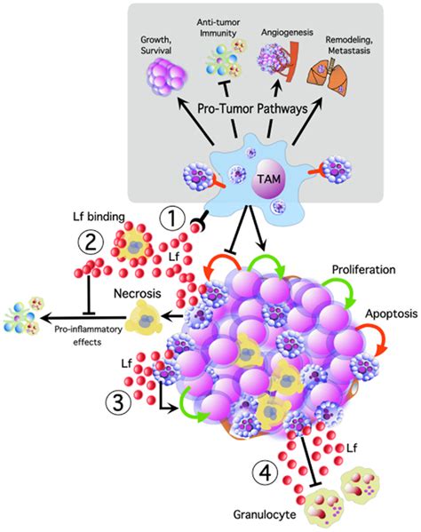 Frontiers | Sinister Self-Sacrifice: The Contribution of Apoptosis to Malignancy | Immunology