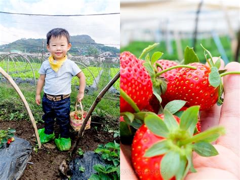 Strawberry Picking in Baguio | Sheena Loves Sunsets