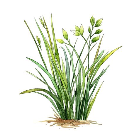 Premium AI Image | A watercolor drawing of a green grass with white ...