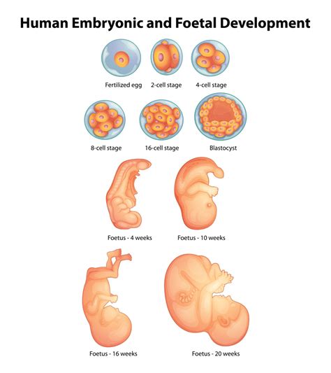 Development Of Fetus Week By Week Pictures - PictureMeta