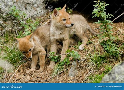 Coyote, Canis latrans stock photo. Image of mammal, carnivore - 25993414