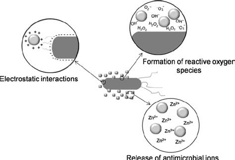 Different mechanisms of antimicrobial activity of ZnO nanoparticles ...