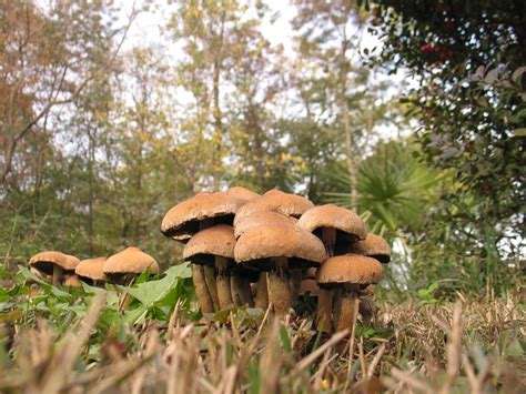 Autumn mushrooms Free Photo Download | FreeImages