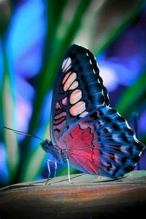 Mesmerizing Nature Papillon Butterfly, Papillon Violet, Butterfly Kisses, Butterfly Flowers ...