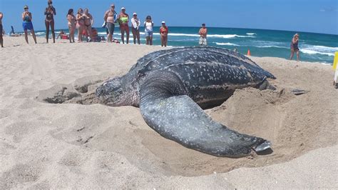 Rare sight: Leatherback sea turtle spotted nesting in broad daylight ...