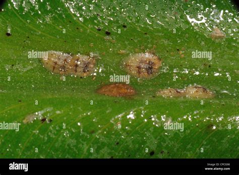 Honeydew & soft brown scale insects (Coccus hesperidum) on a banana ...