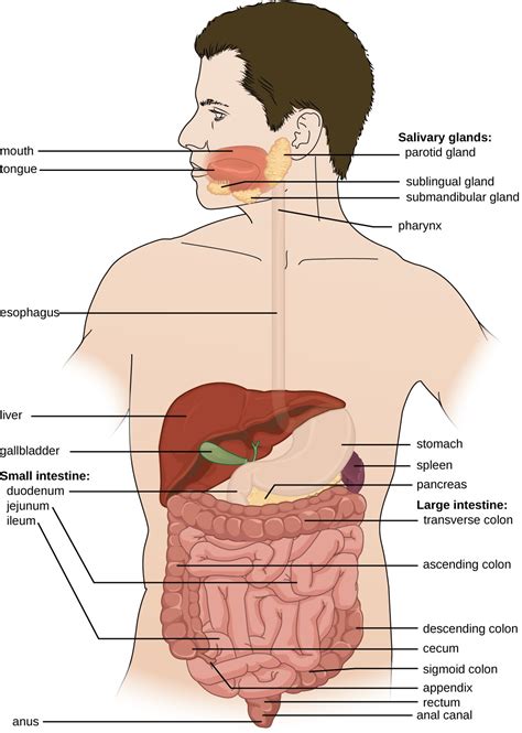 19.1 Anatomy and Normal Microbiota of the Digestive System – Allied Health Microbiology