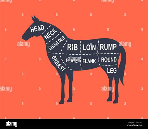 Horse diagram cuts. Butcher scheme poster. Cuts of horse meat. Meat diagram scheme illustration ...