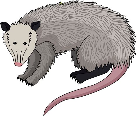 Opposum Clipart