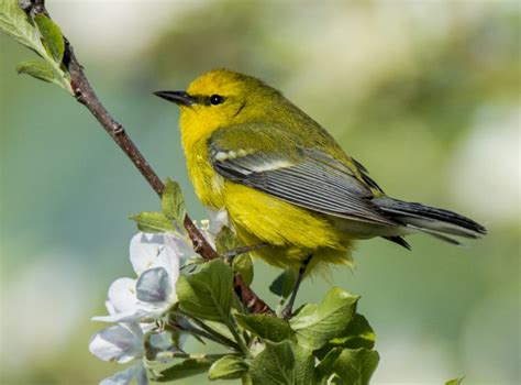 Blue-winged Warbler - Owen Deutsch Photography