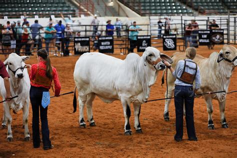 LIVE BRAHMAN: THE 2021 ALL-AMERICAN NATIONAL JUNIOR BRAHMAN CATTLE SHOW ...