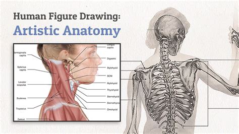 wingfox|Human Figure Drawing: Artistic Anatomy_Yiihuu.cc
