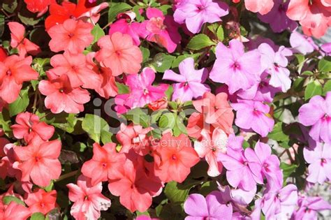 Red And Mauve Bizzy Lizzy Flowers Stock Photo | Royalty-Free | FreeImages