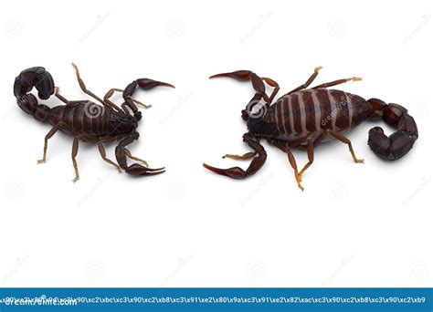 African Venom Scorpion Isolated on White Background Stock Image - Image ...