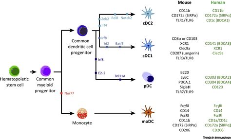 Dendritic Cells and Cancer Immunity: Trends in Immunology