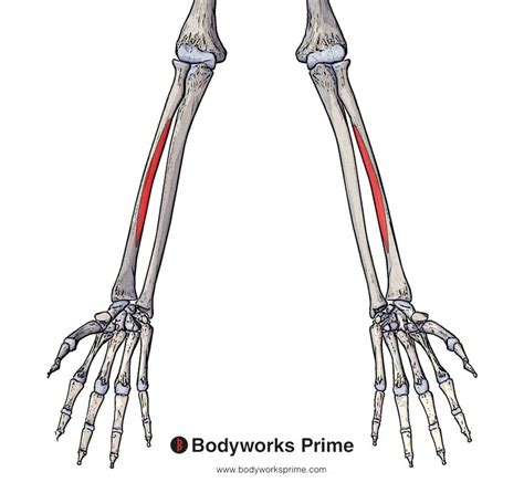 Flexor Pollicis Longus Muscle Anatomy - Bodyworks Prime