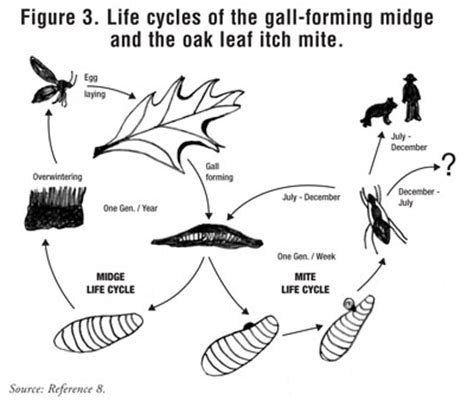 Pyemotes, the Mysterious Itch Mite