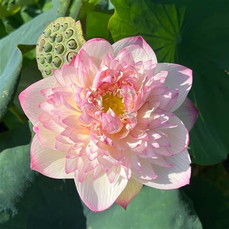 Pink Diamond Lotus– Pond Megastore