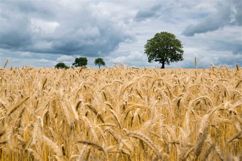 Winter crop set to increase 45pc on last year, but threats remain ...