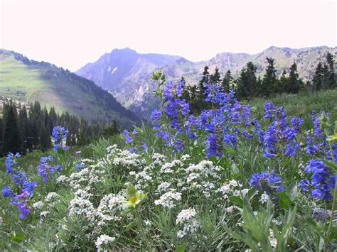 Ethics and Native Plants