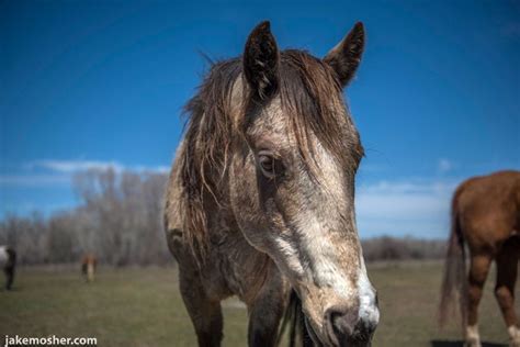 Horse Adoption & Foster Forms · Equis Save Foundation