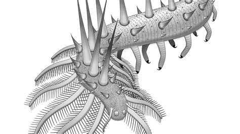 Early relative of velvet worms had a spiky side | Science | AAAS