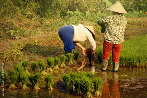 Rice farmers planting rice by hand during the rainy season in Ha giang ...