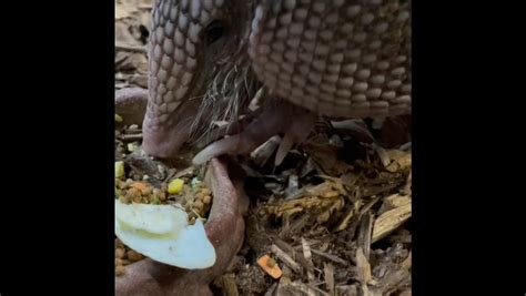 Armadillo Feeding Time! - Zoos - USA - Texas- Abilene Zoo Zoo Guide