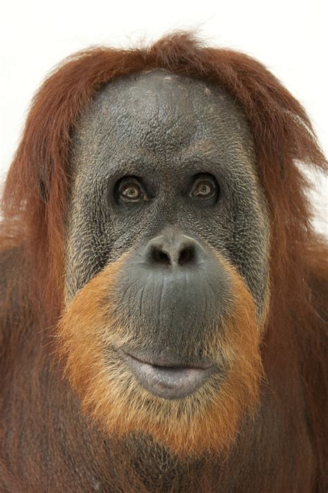 Types Of Orangutans