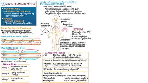 Pathology: Guillain-Barré Syndrome | Draw It to Know It