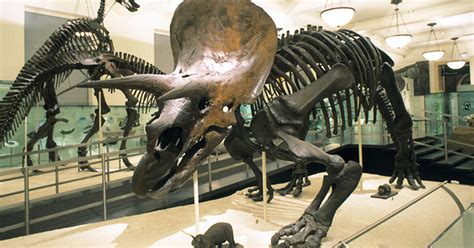 Where Are Dinosaur Fossils Kept at the Museum? | AMNH