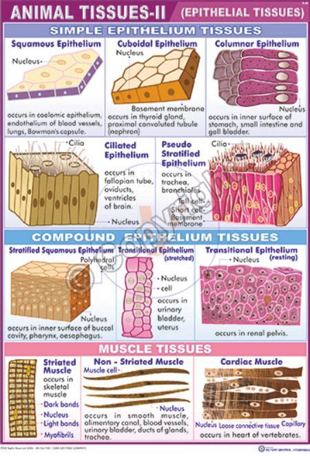 Victory Graphik | Z-23 Epithelial Tissue (Animal Tissue – ||)