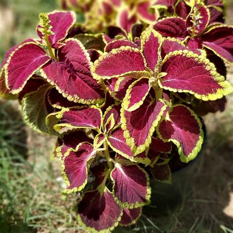 Jaipur Garden: Coleus Plant Care tips