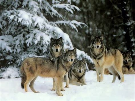 Pack of gray wolves - Wander Lord