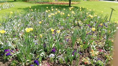 Mixed Spring Flowers in South Germany Stock Photo - Image of mixed, south: 147599272